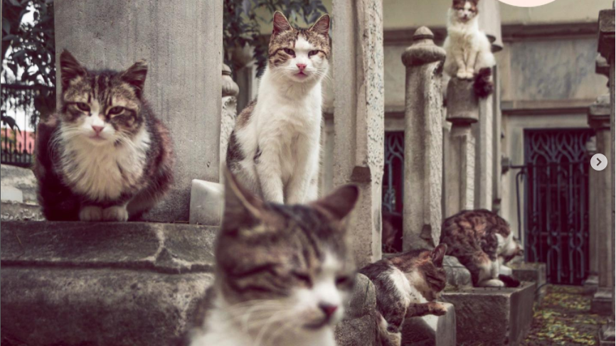 İstanbul’un Kedi Tarihi